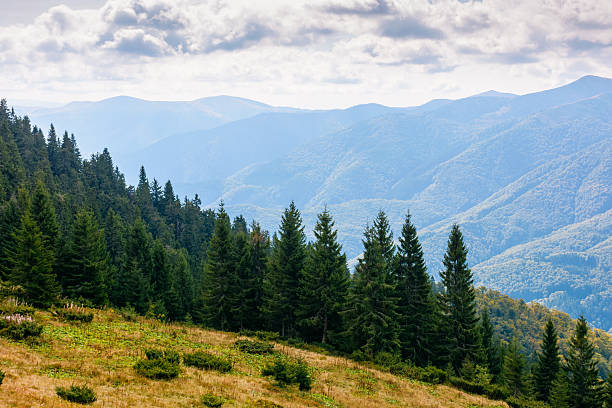 istock virgin coniferous forest in carpathian mountains of ukraine 2247272288