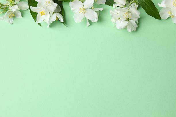 istock Aromatic white jasmine flowers, closeup 2247273444