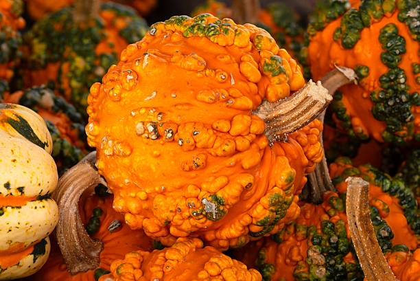 istock Close-up of bright colored orange and green bumpy pumpkins 2247273820