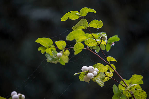 istock snowberry on a blurred background with bokeh and highlights 2247277639