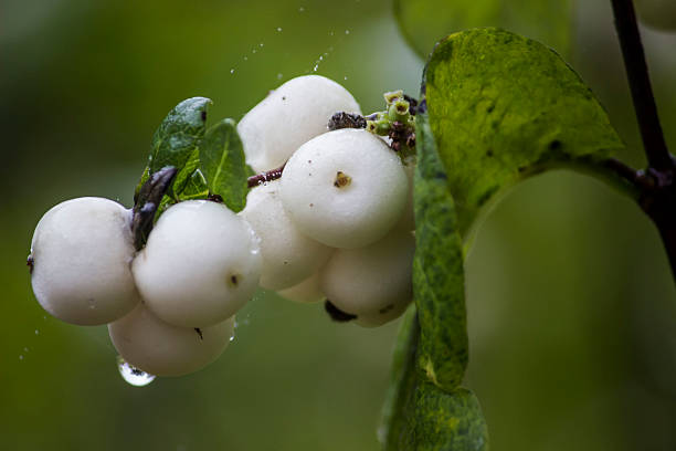 snowberry on a blurred background with bokeh and highlights. close-up. white berries in autumn. Symphoricarpos albus. Caprifoliaceae. snow