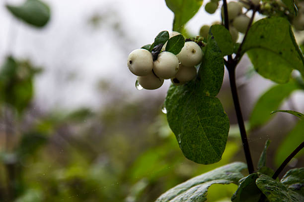 snowberry on a blurred background with bokeh and highlights. close-up. white berries in autumn. Symphoricarpos albus. Caprifoliaceae. snow