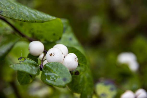snowberry on a blurred background with bokeh and highlights. close-up. white berries in autumn. Symphoricarpos albus. Caprifoliaceae. snow