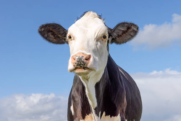 istock Cute cow black and white, milker cattle, cut heifer pink nose, blue sky 2247279855