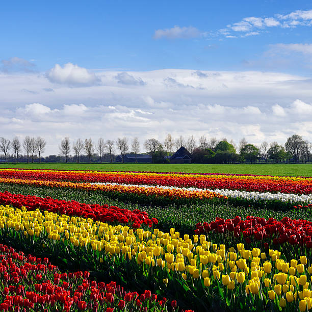 A woman admiring beautiful tulips in a field at sunset.