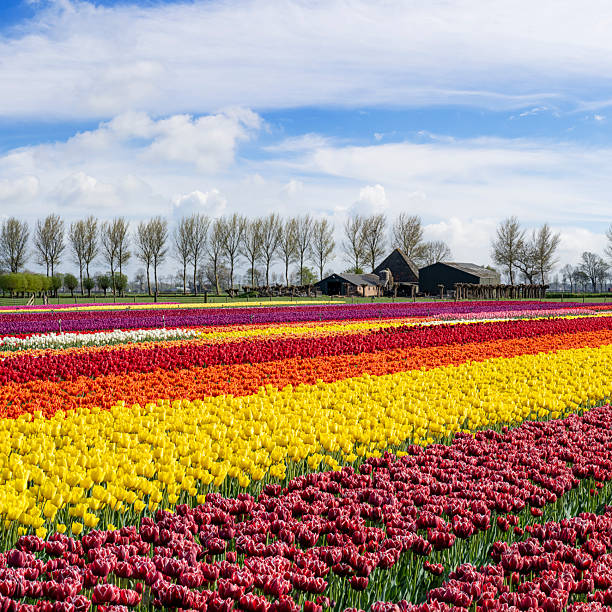 Colourful Tulip Fields near Schermerhorn in The Netherlands