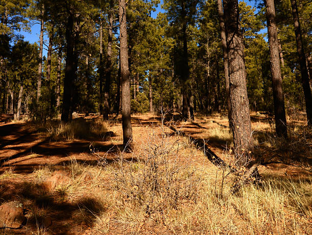 istock Foresrt Lake of the Woods Arizona 2247281704