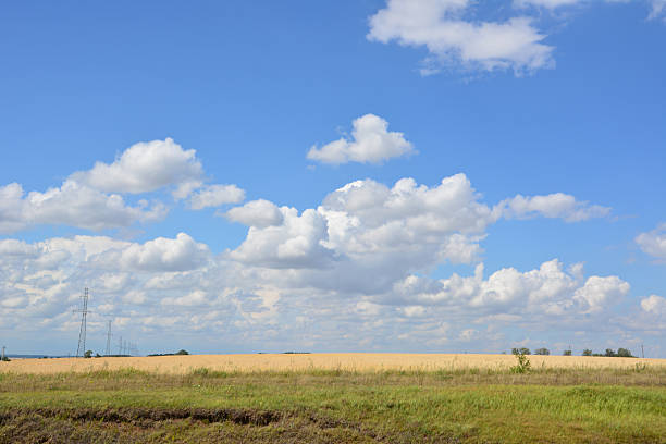 Golden Wheat Field Under a Bright Blue Sky with Fluffy Clouds wallpaper