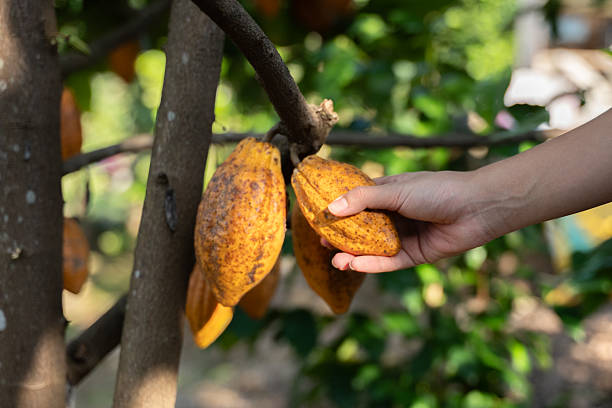 Farmer hand picking ripe cacao pods growing directly from the trunk cacao tree in a lush growth of tropical farms or plantations.