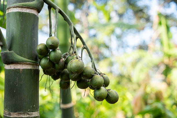 Close-up cluster areca palm trunk in a lush tropical environment serene ecosystem commonly found in humid forested cultivated garden areas.