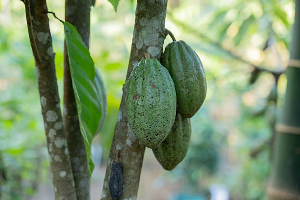 Ripe cacao pods growing directly from the trunk cacao tree in a lush growth of tropical farms or plantations.