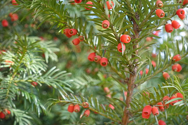 istock Profuse red seed cones in the leafage of common yew in mid October 2247283939