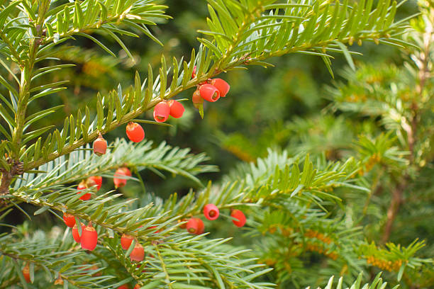 istock Seed cones on the branch of common yew in mid October 2247284025