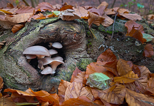 Cluster of oyster mushrooms (Pleurotus ostreatus) emerging from a hollow beech log, surrounded by colorful autumn leaves in the Savós Valley.