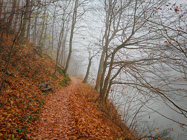 A quiet forest path covered in fallen leaves winds through thick fog in late autumn. A small wooden bench sits beside the trail, adding calm, atmospheric mood to the misty landscape.