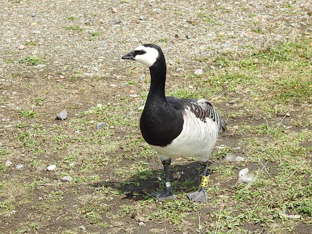 The bird's head is facing towards the left and there is a stony path in the background