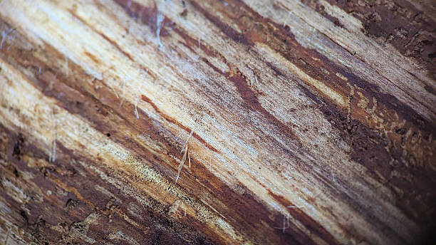istock Detailed Macro Texture of Aged Natural Wood Surface Pattern 2247284786