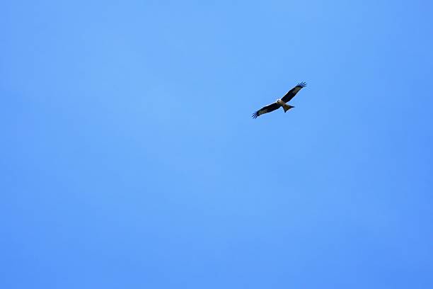 A red kite in flight, showcasing its elegant wingspan and distinctive markings, gliding against a bright blue sky.