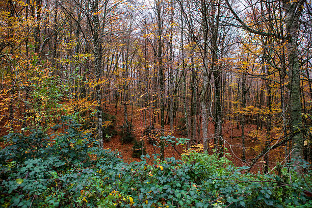 Golden and orange leaves paint the forest landscape as trees stand tall and bare. Underfoot, a rich layer of fallen foliage creates a serene atmosphere, inviting quiet exploration and reflection.