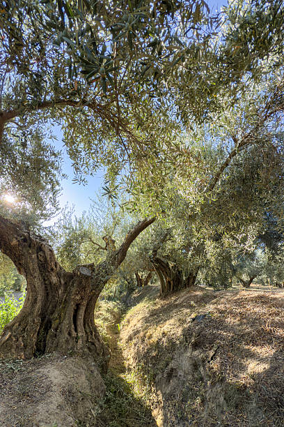 istock Ancient olive tree with a huge twisted trunk in southern Spain 2247287817