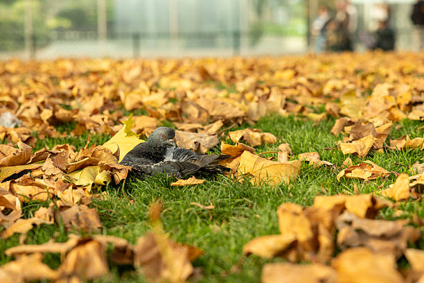 A Pigeon Among Dry Leaves
