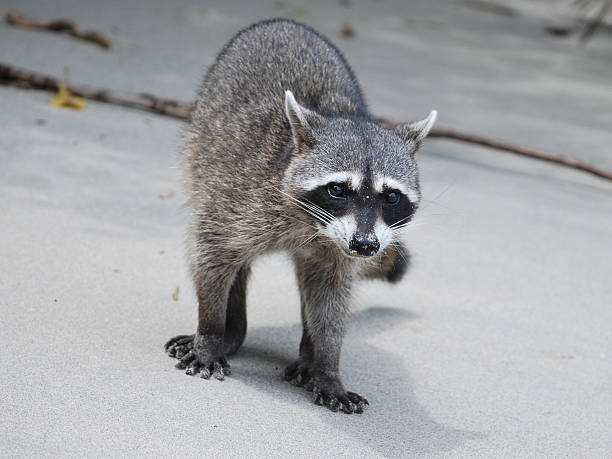 istock Wild Raccoon Foraging on a Tropical Beach 2247289411