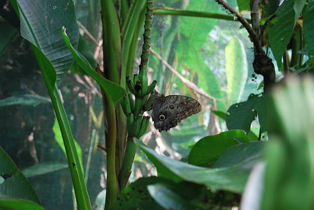 istock Owl Butterfly Camouflage on a Vertical Leaf in a Tropical Aviary 2247289421