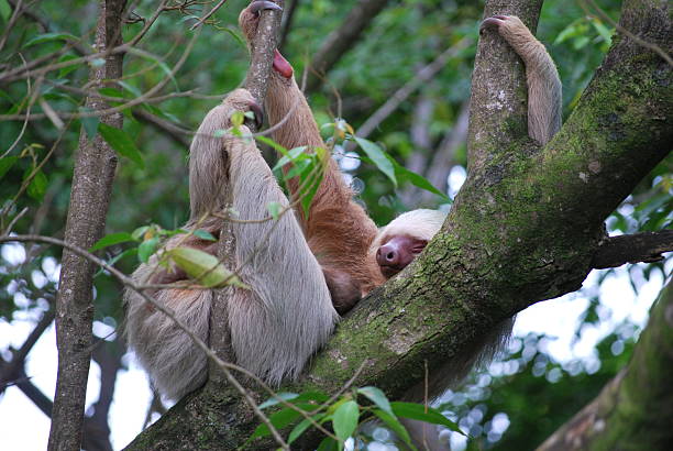 istock Three-Toed Sloth Mother and Baby Cuddling in Lush Canopy 2247289500