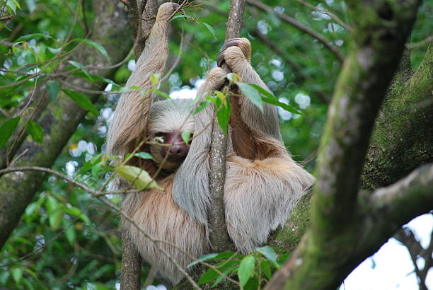 istock Three-Toed Sloth Mother and Baby Cuddling in Lush Canopy 2247289520