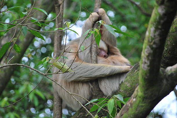 istock Three-Toed Sloth Mother and Baby Cuddling in Lush Canopy 2247289528