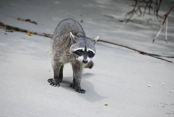 A juvenile or small adult raccoon (Procyon lotor or similar Central American species) stands alertly on light, dry sand, looking directly at the camera. The animal's characteristic 'mask' of black fur around its eyes is prominent against its grayish-brown fur. The simple, light-colored sand background highlights the texture of its coat and its focused expression. This shows the adaptability of the species to coastal environments.