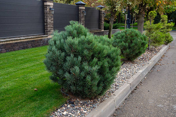 istock Front yard with pine shrubs, gravel bed and modern black fence with brick pillars. 2247290229