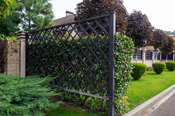 istock Black wooden trellis with diamond pattern supporting green hedge. Garden structure for climbing plants or privacy screen in residential landscape. Real photo 2247291700