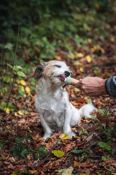 istock A man rewards a dog during a walk 2247293433