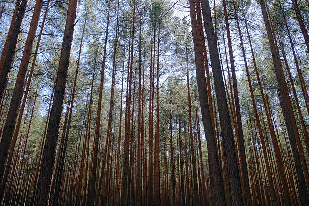 Pine wood and sunshine. Seasonal natural background and scenery