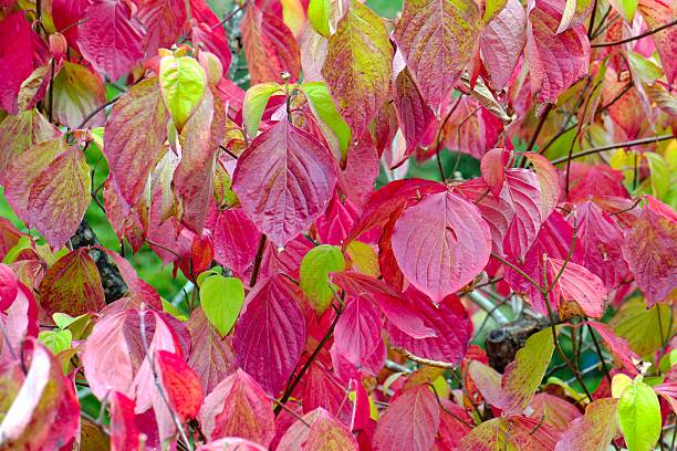 istock Colorful fall leaves create a vibrant display in the forest during autumn season 2247294373