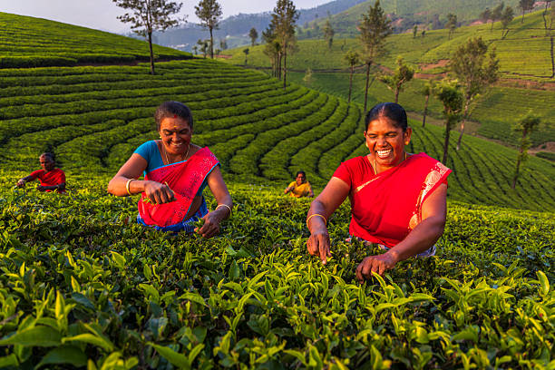 Four women in bright saris laugh and hand-pick fresh green tea leaves amid neatly terraced rows of tea bushes. Warm, low sunlight highlights the lush, rolling hills and repeating patterns of the plantation as scattered trees and distant ridges frame the scene.