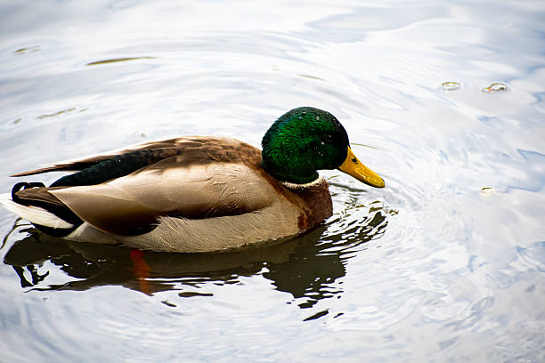 istock A male Mallard duck paddling on the water on a pond. 2247303401