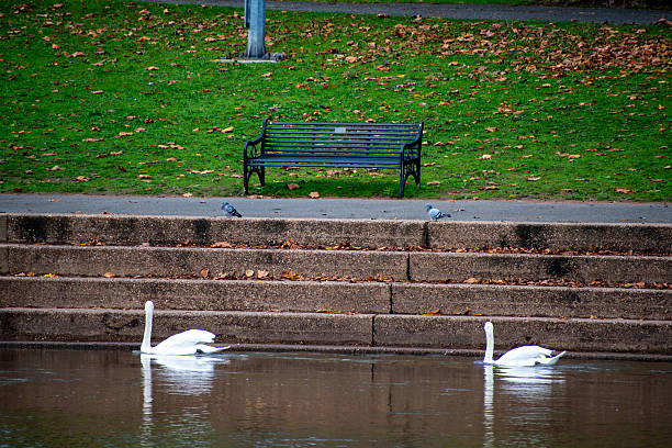 A pair of Mute Swans and Common Pigeons on the waterfront of the river Trent in Nottingham, UK.
