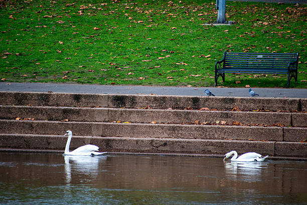 A pair of Mute Swans and Common Pigeons on the waterfront of the river Trent in Nottingham, UK.