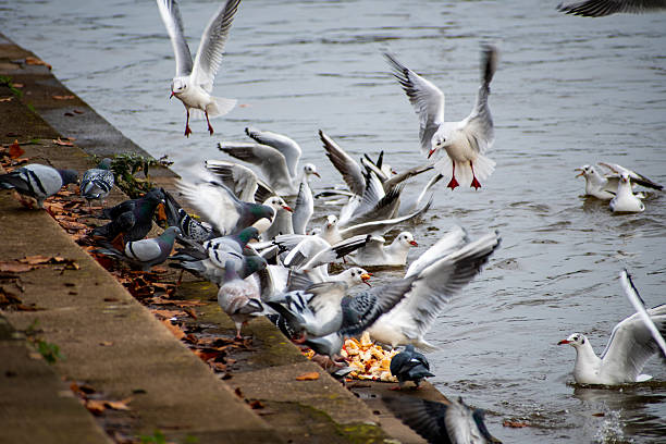 Birds in a feeding frenzy on the river Trent in Nottingham, UK.