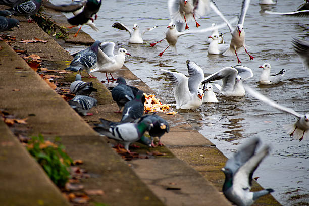 Birds in a feeding frenzy on the river Trent in Nottingham, UK.