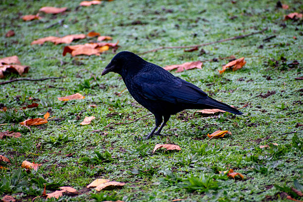 A crow stopped at a branch.