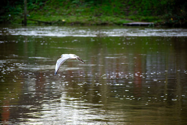 A Black-headed Gull flying over the water on the river Trent in Nottingham, UK.