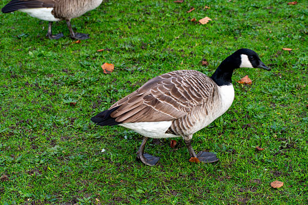 istock A Canada-Goose looking for food near a river. 2247303723