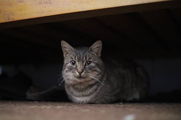 istock Cat resting under a wooden bed in a cozy room 2247305675