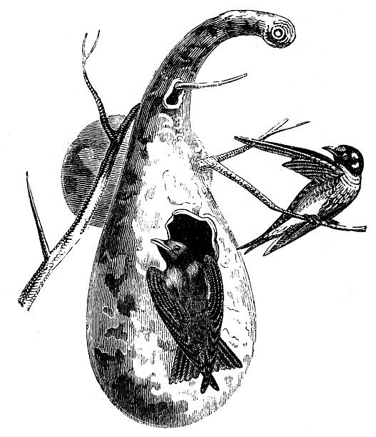 Antique zoology animal illustration: Purple martin and nest
