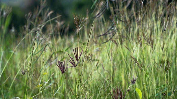 istock Wild Grass Field with Seed Heads in Natural Landscape 2247308181