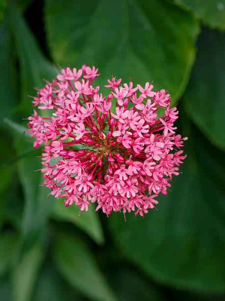 istock Blooming red valerian in a garden setting 2247308306