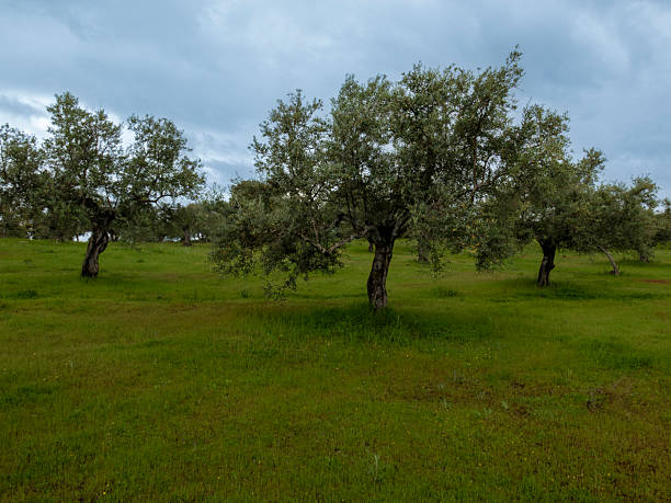 Olive trees growing in a rural landscape, showing green grass and groves under a gray sky